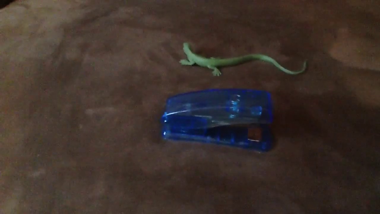 Lizardo and the magic stapler ep 1:the long(short) journey(read ...
