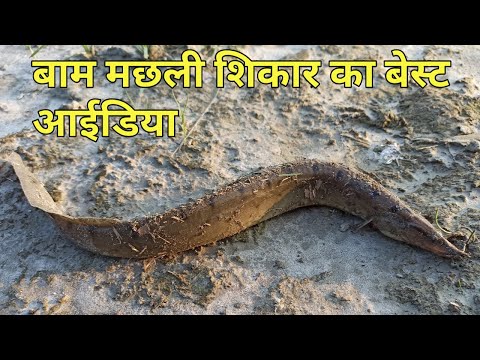 वीडियो: बामी कहाँ से आई?