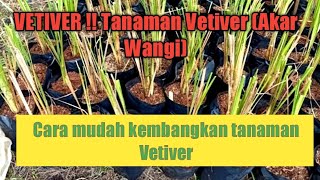 Nursery || Wowwwww!!!!!! Cara budidaya Tanaman Akar Wangi (Vetiver)