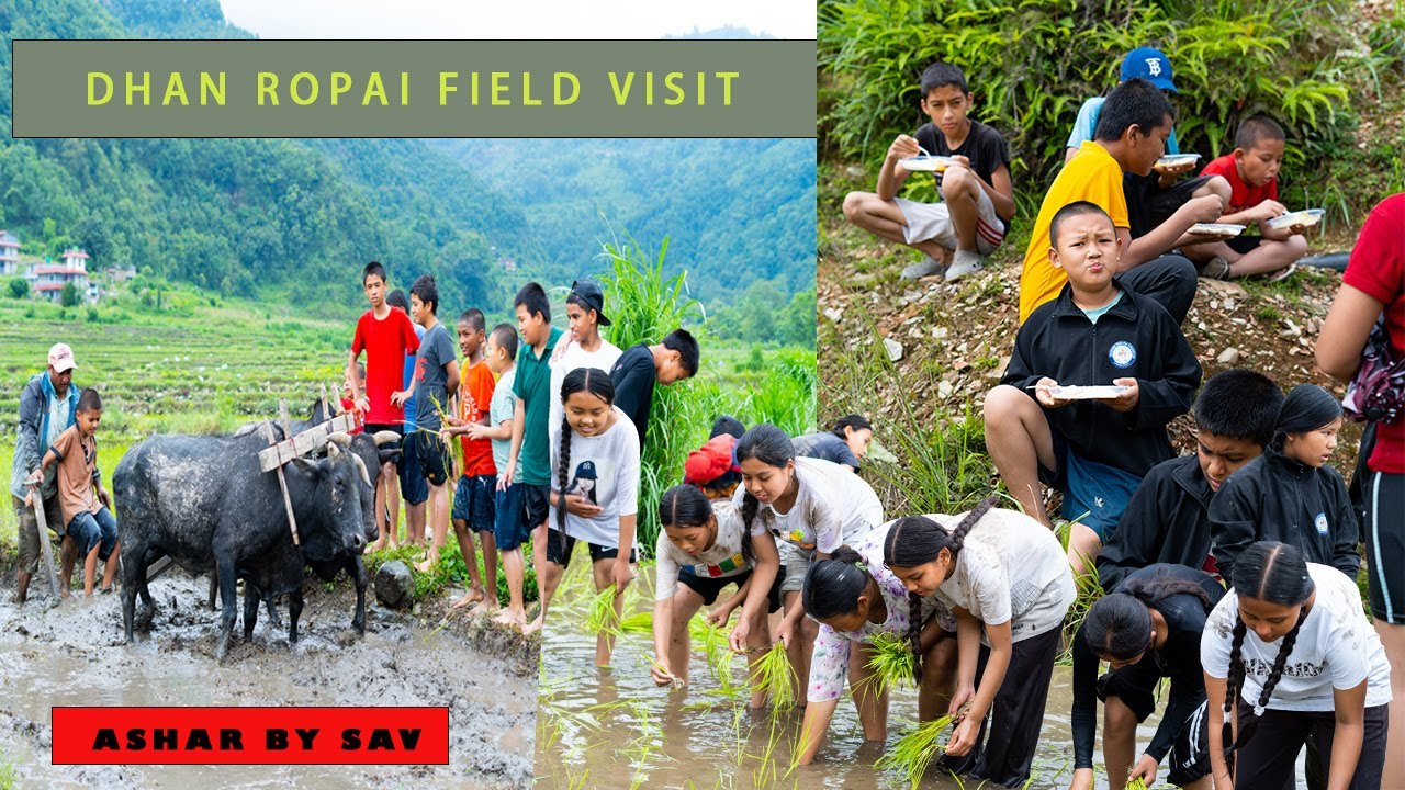 How Rice Is Planed II SAV Field Trip II Dhan Ropai Program Ashar # ...