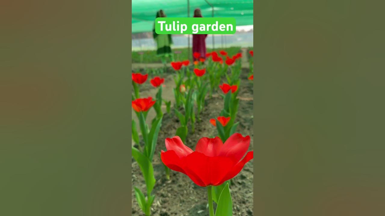 Tulip garden in Bangladesh. tulip tulips shortsfeed trendingshorts