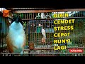 Suara Pancingan Cendet Bikin Pentet Stress Langsung Gacor Mp3 - Mp4 Download