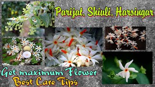 Parijat, Shiuli gach, night jasmine plant care/ How to grow Shiuli plant/ Parijat flower care/