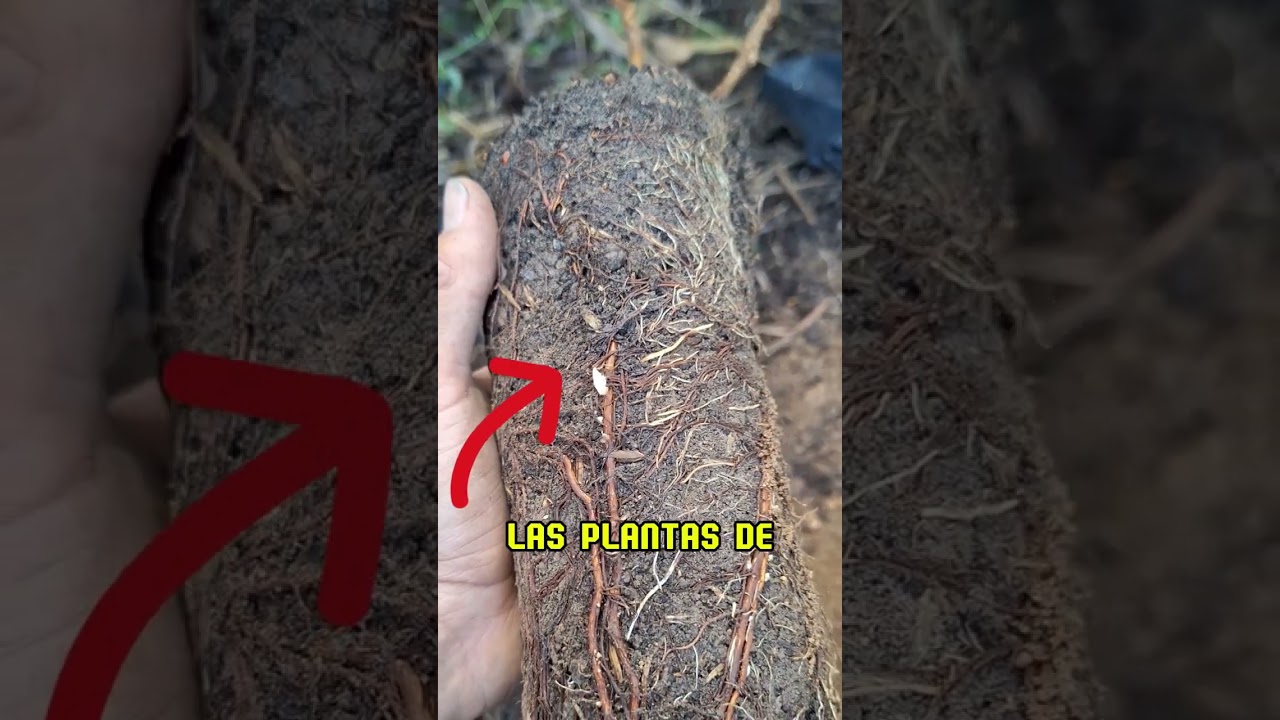 NUNCA plantes FRAMBUESAS o ZARZAMORAS sin saber esto primero