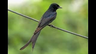 Tiếng chim bẻo râu