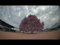 Pink grass and 🍃 🍂 #fpv #dronevideo #follow #droneracing #racingdrones #fpvfreestyle #blog #fpvdrone
