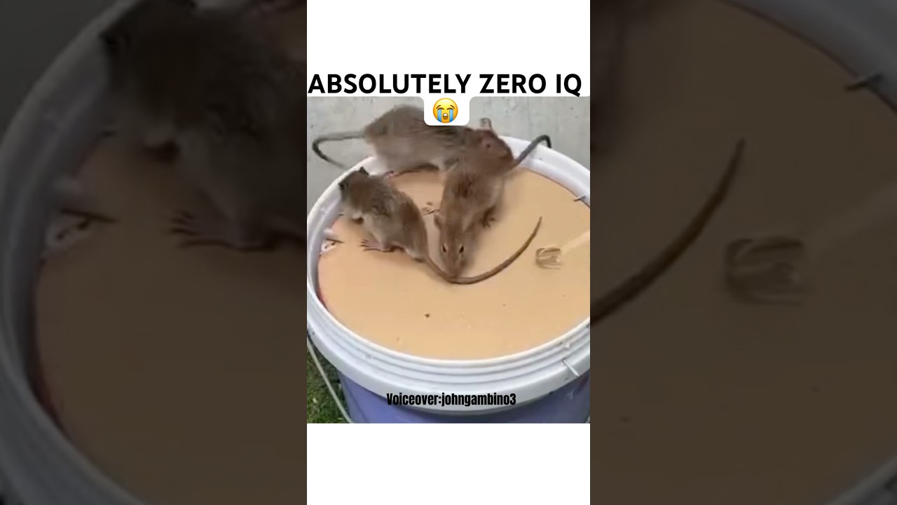 Aint no way no one caught on😂😂😂 