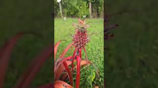 Big Hat Homestead is live!                           #pineapple #pineappleplant 