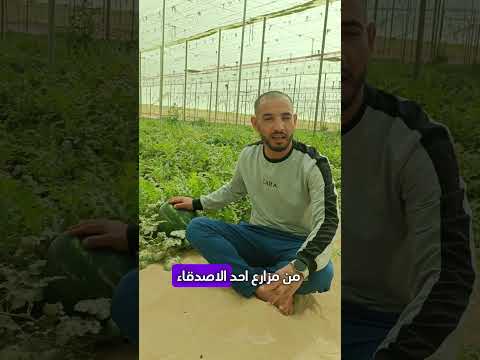 زراعة البطيخ الأحمر الدلا ع