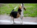 Fafik - Beagle z Cichej