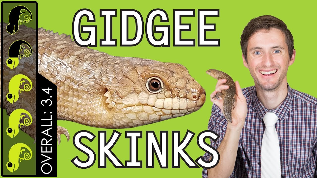 petco hours Gidgee Skink, The Best Pet Lizard?