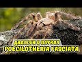 Диалоги о пауках. Poecilotheria Fasciata