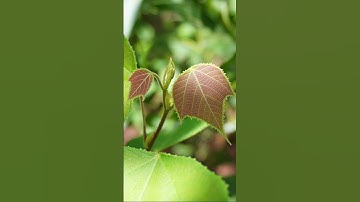 Nơi nào Sự Thật được hành, nơi đó hiệp thông rộng mở, Đạo sáng hiển dung #TinhThucM