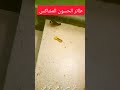 #share #الحسون #goldfinch #المغرب #بتبتة #خلوي #بري #like #مقنين #تونس
