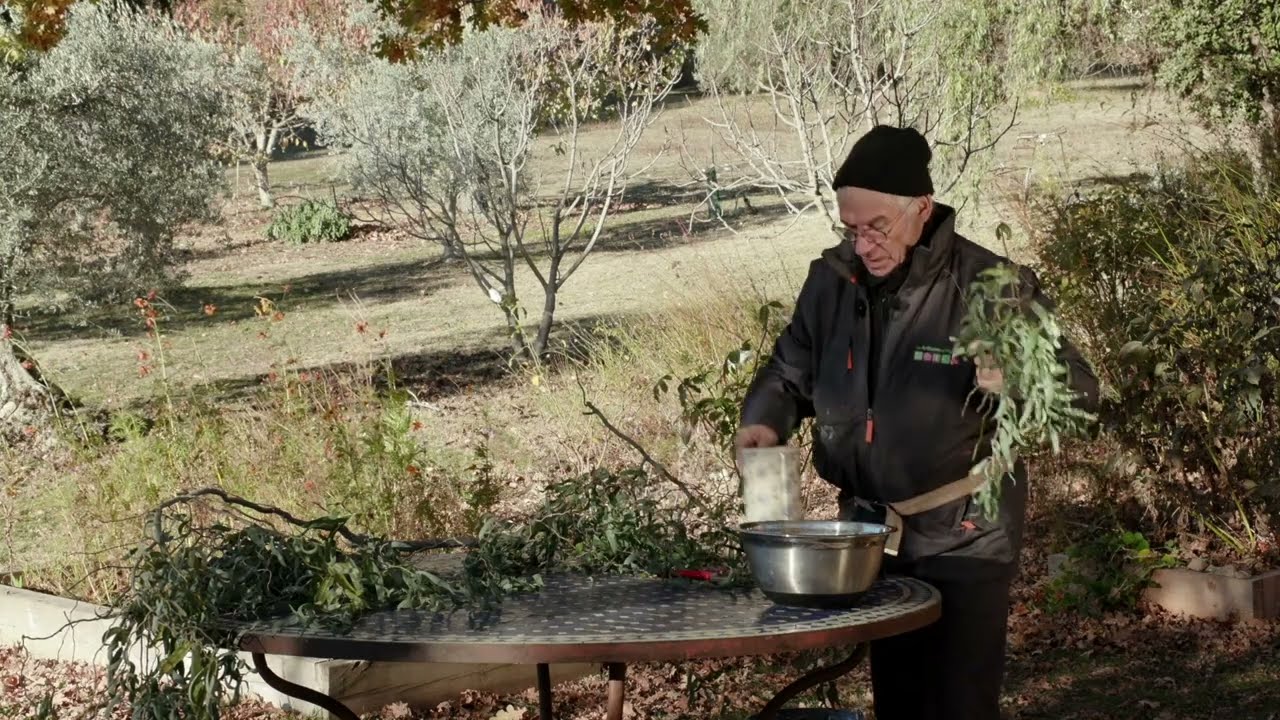 Comment fabriquer une hormone de bouturage ? L'eau de saule, trois méthodes faciles