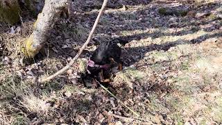 Trixie På Spasertur Tysk Jaktterrier