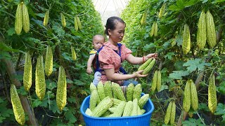 Harvesting bitter melon to sell at the market  single mother takes her children out to eat