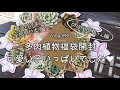 【Vlog#90】多肉植物福袋開封！可愛い子いっぱい❤植え付けまで全部見せます！【多肉狩り】【抜き苗】【韓国苗】【oharu日和さん】
