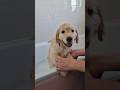 Keeping cool in this hot weather ☀️ #goldenretreiver #puppydog #puppylove #dog #cute