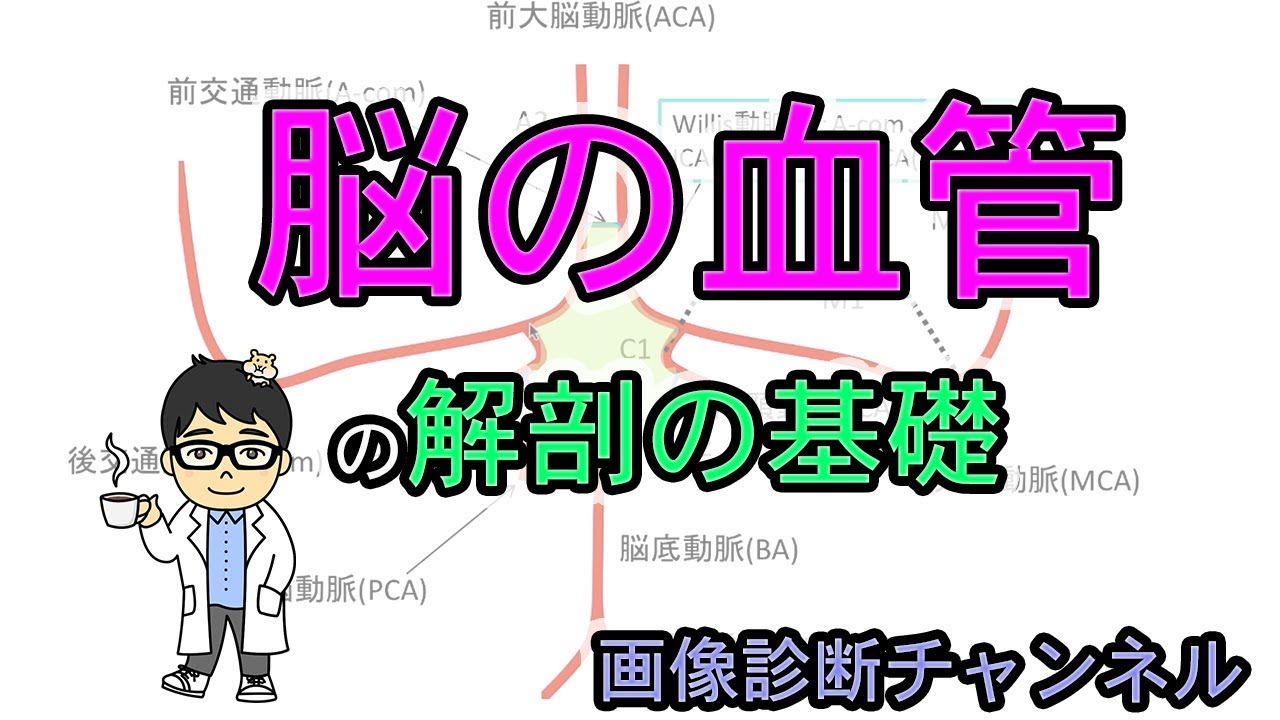 脳の血管の解剖の基本、Willis動脈輪を描けるようになろう！#概要欄に無料講座あり。
