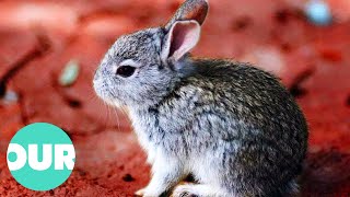These Endangered Rabbits Live On The Slope Of A Mexican Volcano | Our World