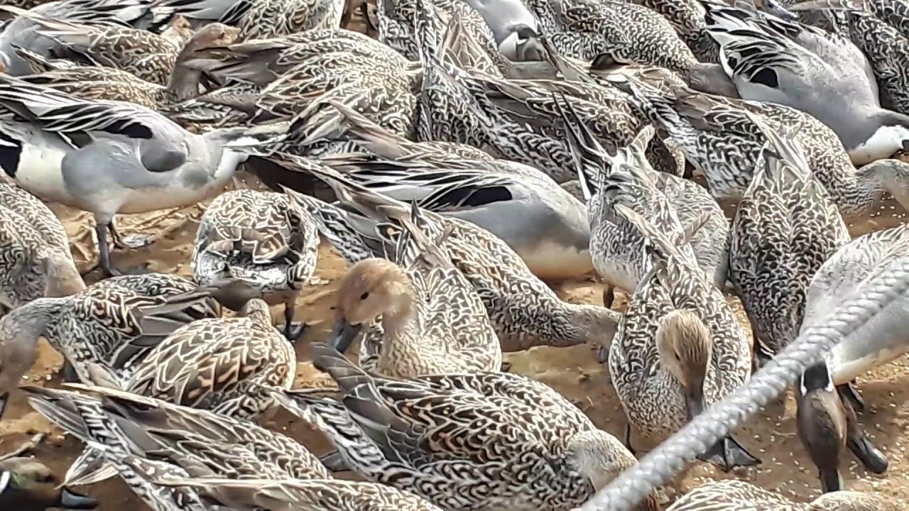 2018 02 10 ガバ沼(多々良沼) カモと白鳥②