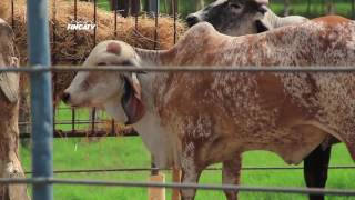 FINCA TV - Programa 9/Finca Lechera Los Camarones, Proceso de Embalaje de Pacas y Clínica con APACOL
