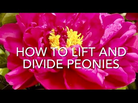 Vídeo: Propagació de plantes de peònies: com dividir les peònies