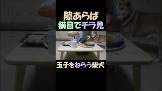 横目のチラ見で玉子をねらう柴犬まめ  Shiba Inu aiming for egg dish with a sideways glance　#shorts #柴犬  #shibainu #dog｜まめ田ちゃめ助