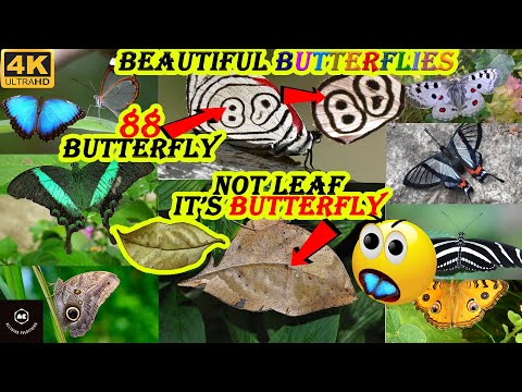 🦋 Beautiful Butterflies 🦋 in 4k video | Did you know facts about butterfly 🦋 Amazing Butterflies