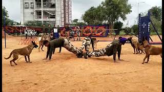 Dog squad show of CISF witnessed by Students of PM SHRI KV CRPF Yelahanka