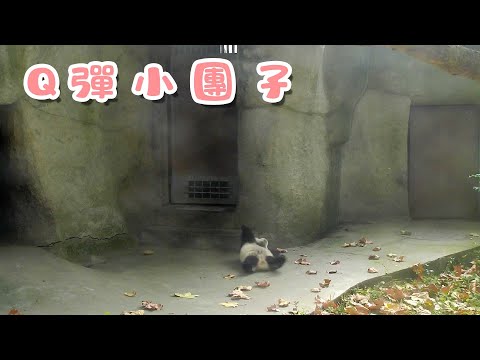 《熊貓早晚安》幽默裡面帶著Q彈 | iPanda熊貓頻道