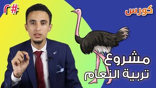 الجمل الطائر المربح - كيف تبدأ مزرعة تربية النعام؟