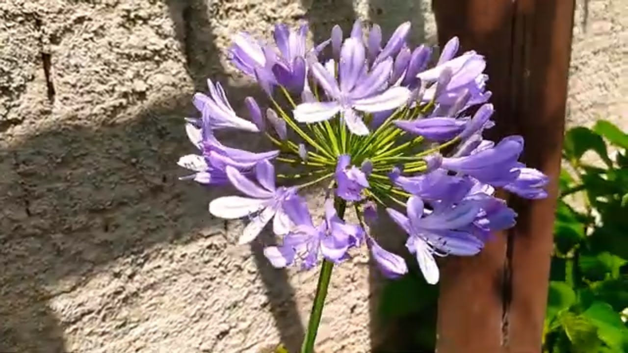 Agapanto como cultivar Agapanthus ou lírio africano . - thptnganamst.edu.vn