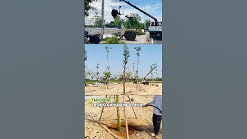 Thi Công Cảnh Quan Sân Vườn Nhà Phố, Biệt Thự | Phương Trung Green