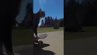 Radical cat. Song is “Joyride” by Snot #numetal #joyride #snotband #sillycats #radical #skating