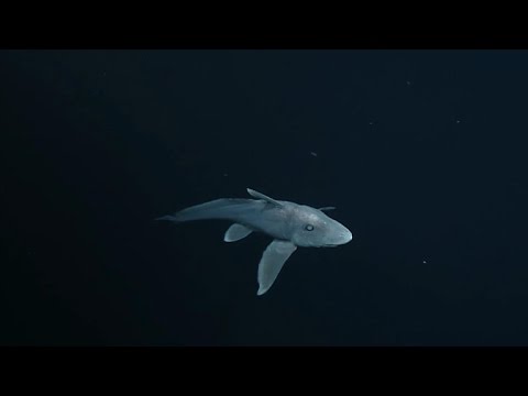 Rare ghost shark