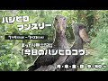 7/28(月) 【今日のハシビロコウ】ライブ配信⑮
