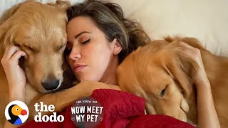 Bachelor Couple Keeps Adopting Golden Retrievers From Korea | The Dodo You Know Me Now Meet My Pet