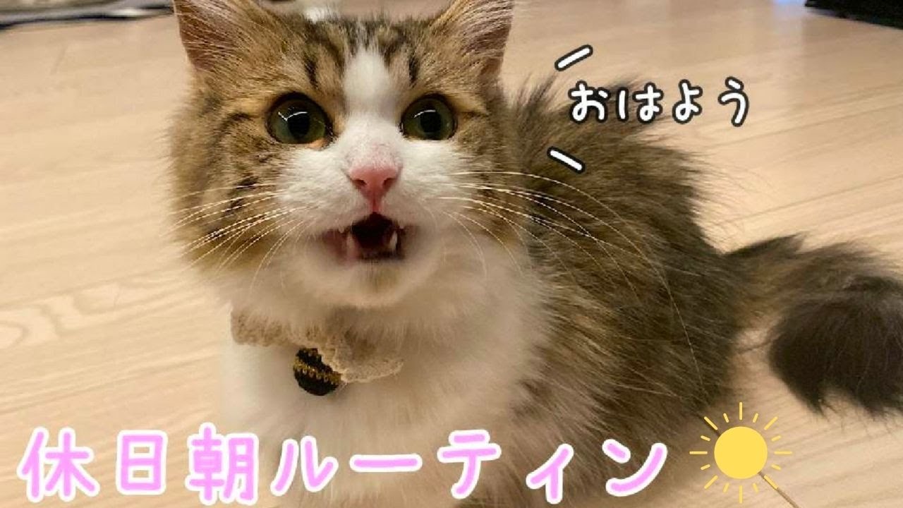短足猫と過ごす休日の朝ルーティン！【猫と暮らす生活】 YouTube