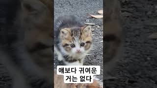 ?유튜브에서 제일 귀여운 고양이^^ 부르면 온다  ㅋshorts쇼츠 핵귀엽고도 귀여움?