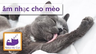 chữa bệnh âm nhạc spa cho mèo con và mèo ốm