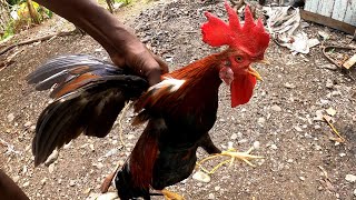 HOW TO CATCH WILD ROOSTER IN JAMAICA USING STRING ROOSTER CATCH CLEAN COOK screenshot 4