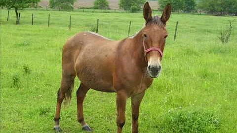 Charlie Douglas - The Mule Egg