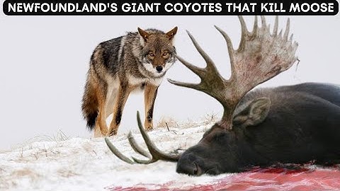 The 85-pound Island hybrid Coyote that kills moose! NEWFOUNDLAND COYWOLF is the largest Coyote!