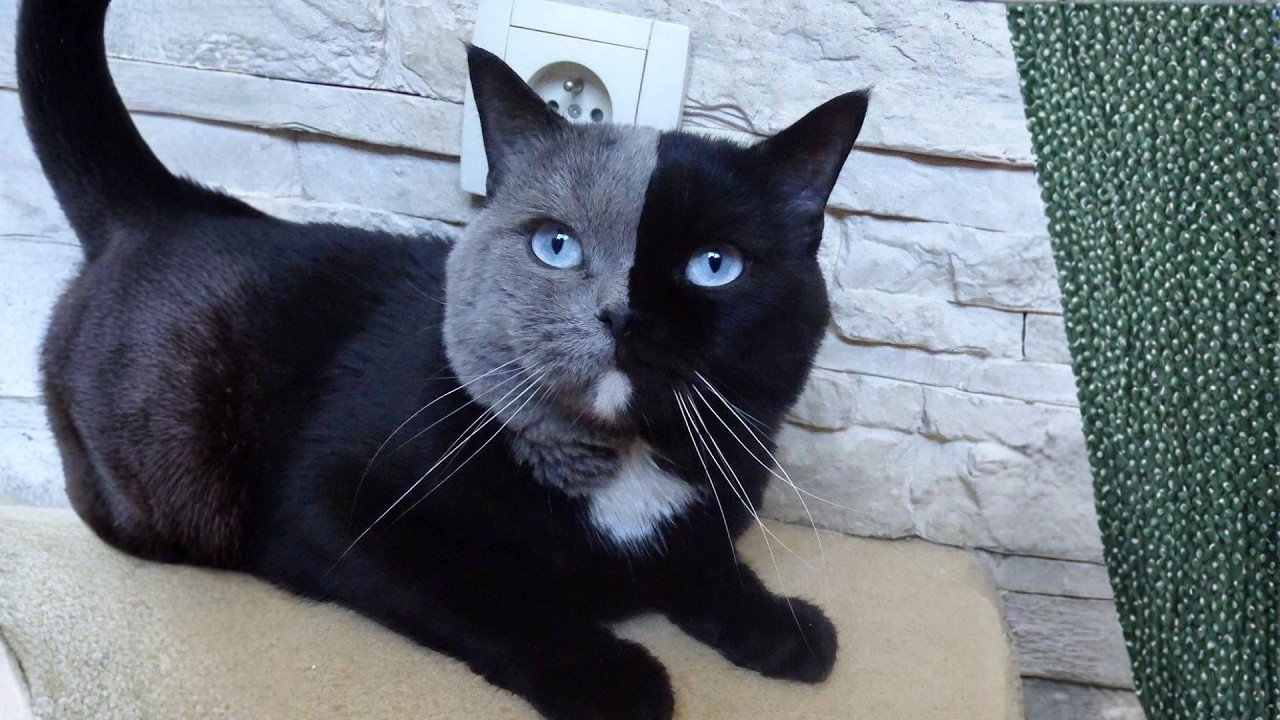 I Saw His Split Face… And Everything Changed