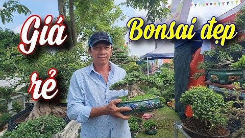 SH.7896. Gặp anh này đến từ Bến Tre với lô bonsai đẹp giá rẻ. Hội chợ Bắc An Khánh Hoài Đức Hà Nội.