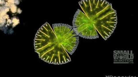Cell Division Of Algae
