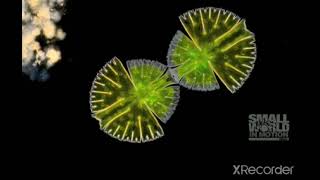 Cell Division Of Algae