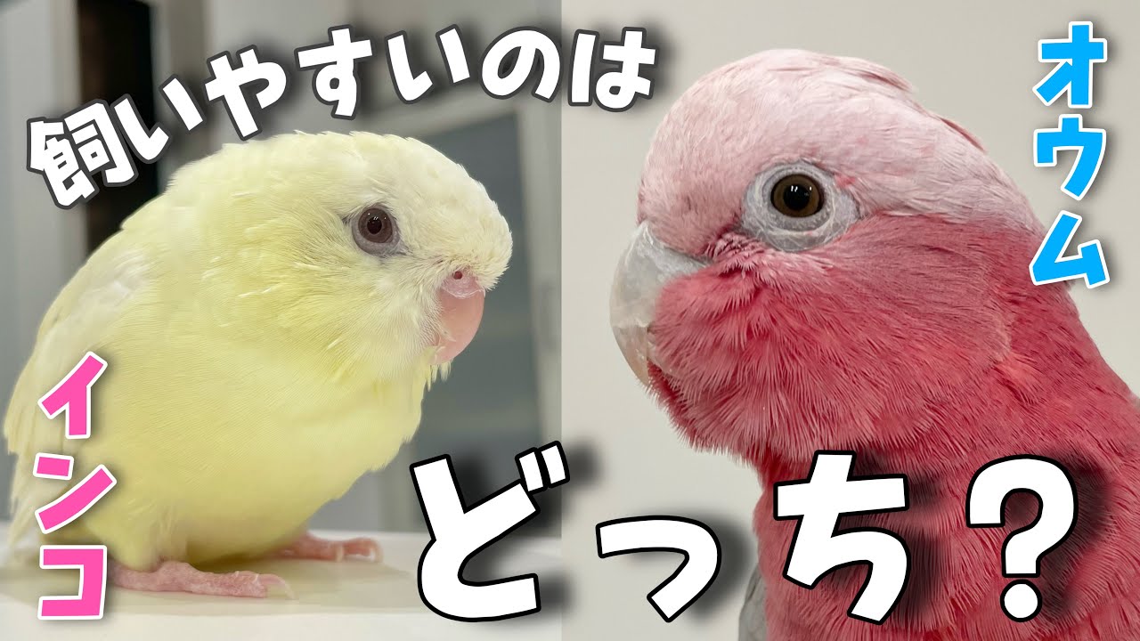 インコ オウム 違い